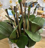 Phalaenopsis Orchids in Bird Planter Large