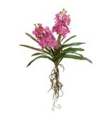 Vanda Orchid-(Fuschia)