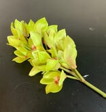 Cymdium 24" Green Stem