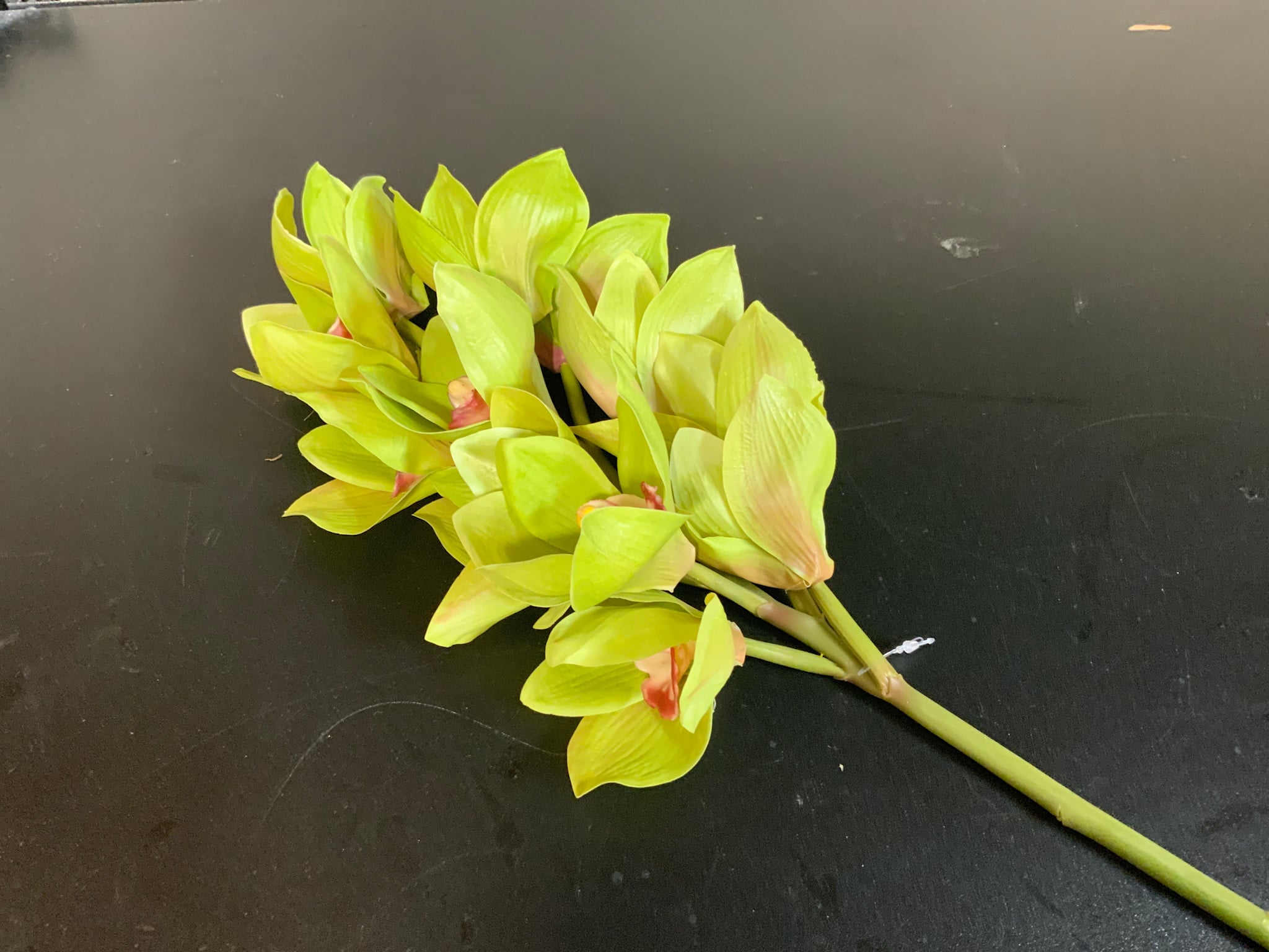 Cymdium 24" Green Stem