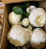 English Cabbage Rose-White 22”