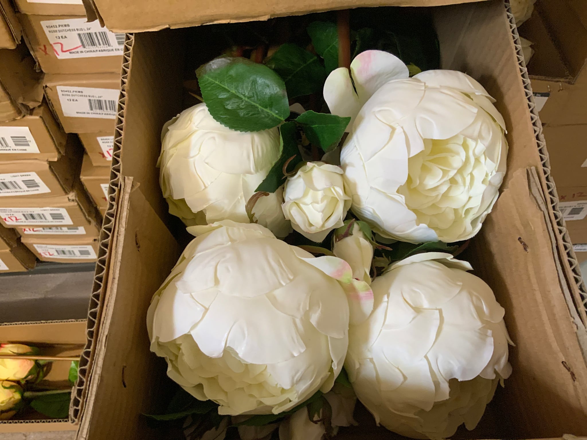 English Cabbage Rose-White 22”