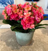 Kalanchoe in Weathered Pot, Large-American Beauty