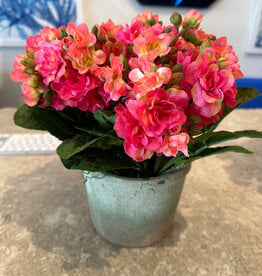 Kalanchoe in Weathered Pot, Large-American Beauty