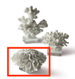 SM Coral Sculpture  Assorted on Glass Stand  Cold Cast Porcelain/Glass