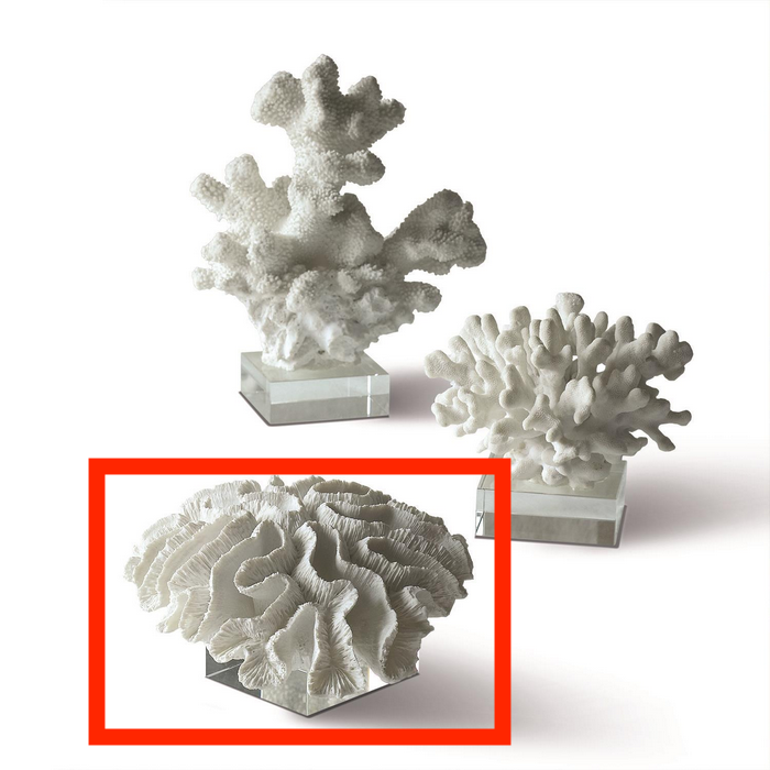 SM Coral Sculpture  Assorted on Glass Stand  Cold Cast Porcelain/Glass