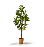Lemon Tree in Terracotta Pot - 13 3/4" W x 10" D x 35" H