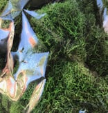 Deer Moss - Spring Green