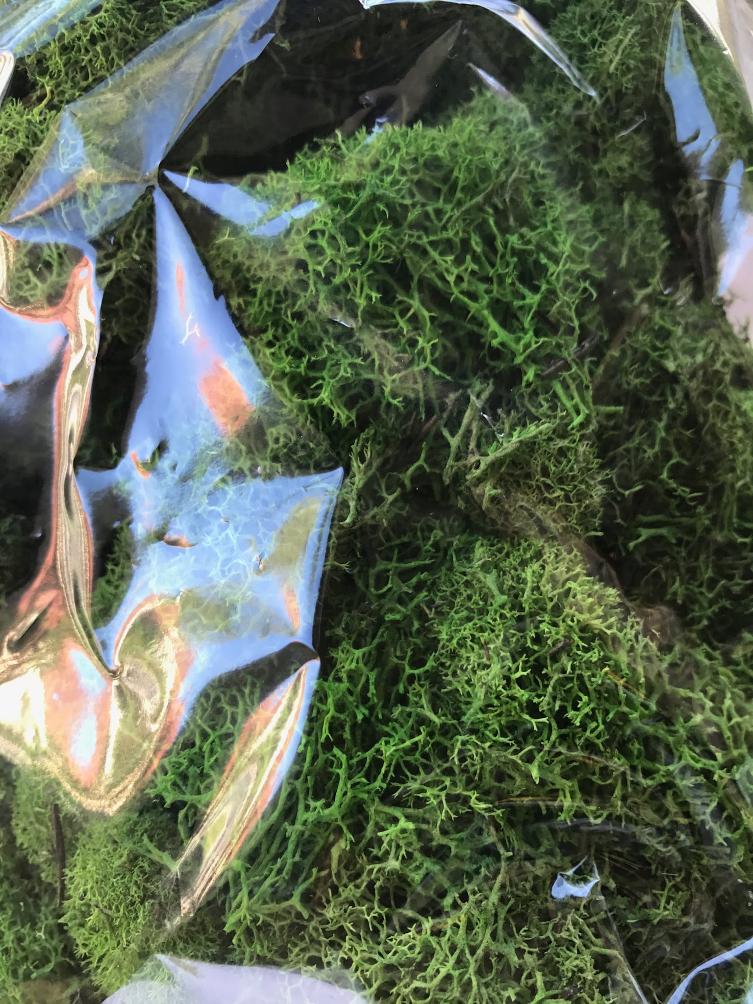 Deer Moss - Spring Green