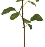 Rose Dutchess Bud, S 19.5" White