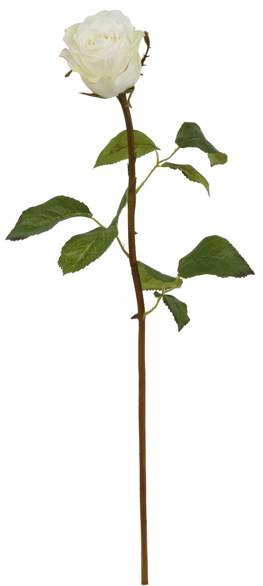 Rose Dutchess Bud, S 19.5" White