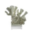 Cauliflower Coral 7-10 Inch On Acrylic Base