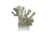 Cauliflower Coral 7-10 Inch On Acrylic Base