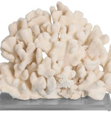 Cauliflower Coral 7-10 Inch On Acrylic Base