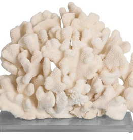Cauliflower Coral On Acrylic Base