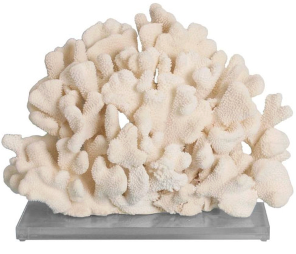 Cauliflower Coral 7-10 Inch On Acrylic Base