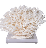 Birdsnest Coral 12-15 Inch On Acrylic Base