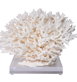 Birdsnest Coral On Acrylic Base