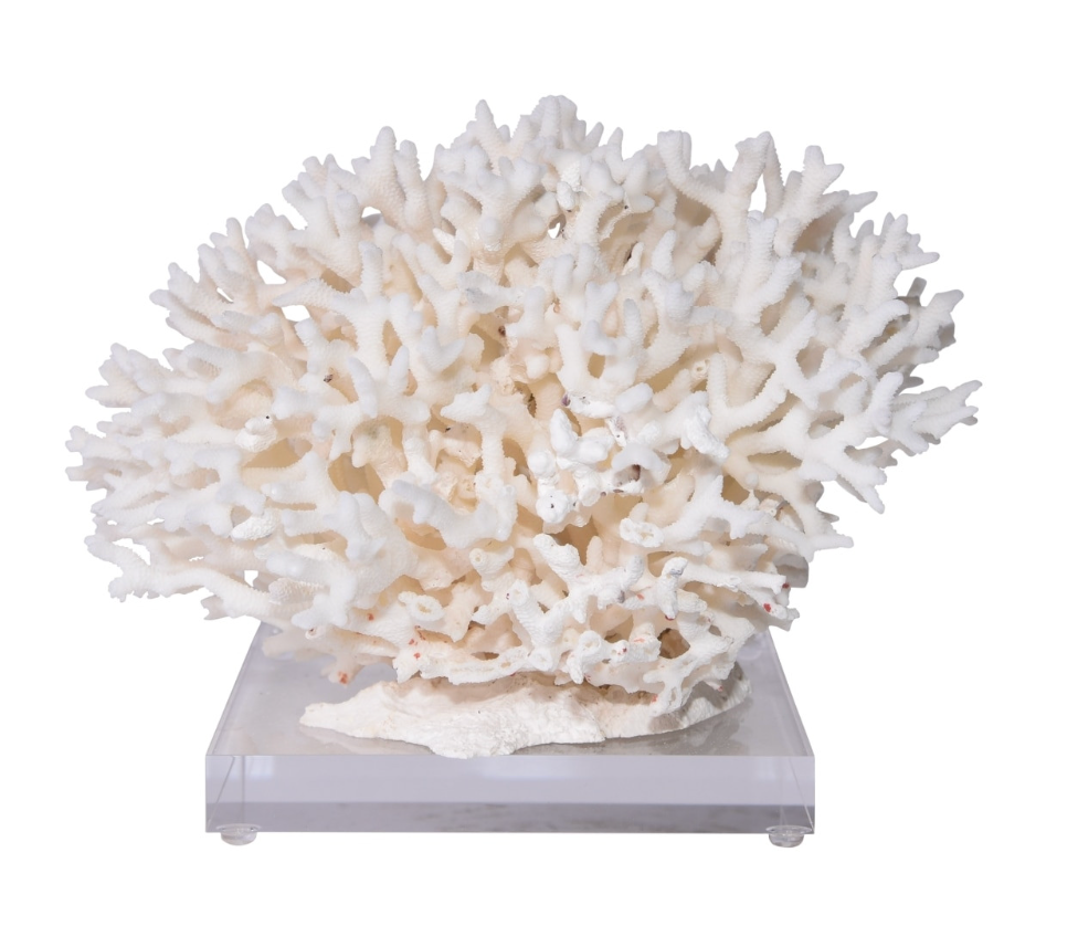 Birdsnest Coral 12-15 Inch On Acrylic Base