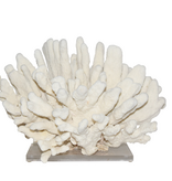 Catspaw Coral 15+ Inch On Acrylic Base