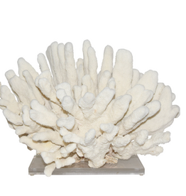Catspaw Coral On Acrylic Base