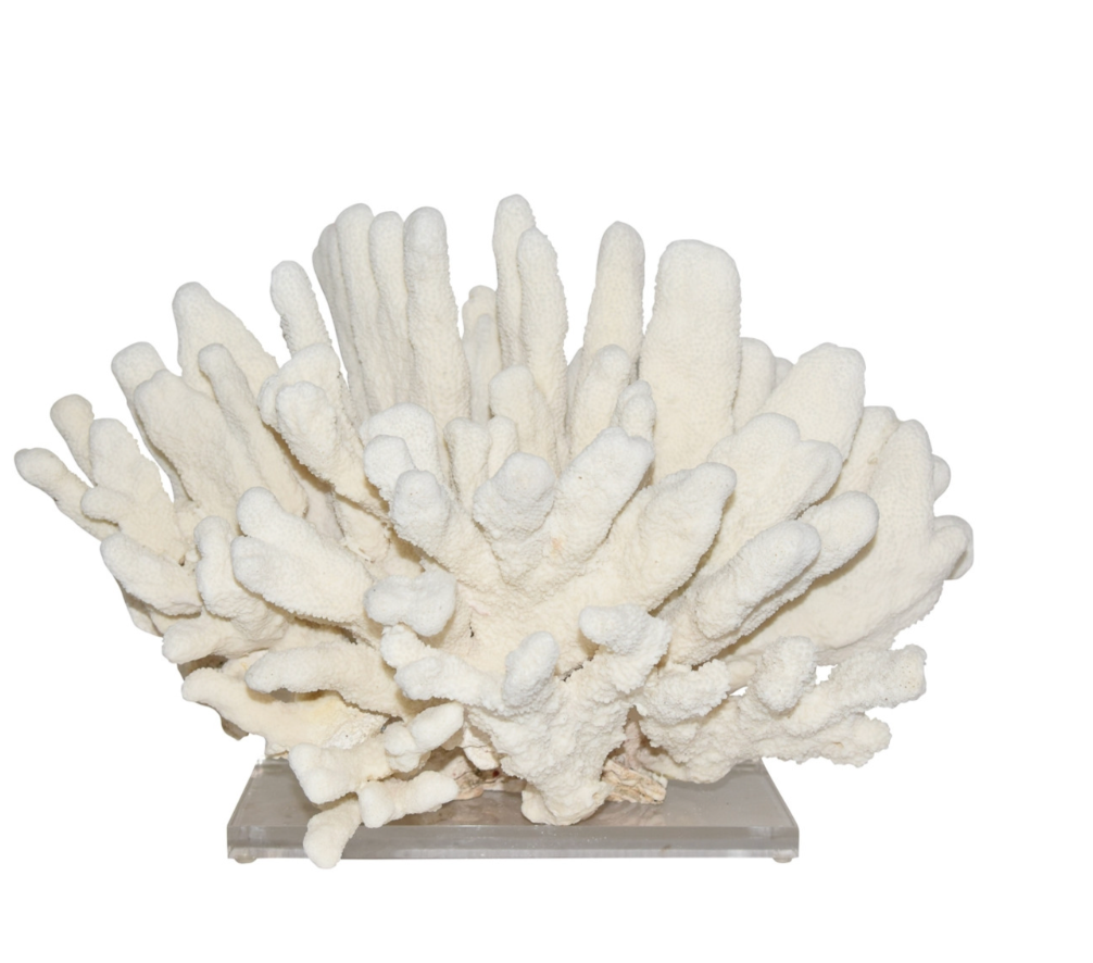 Catspaw Coral 15+ Inch On Acrylic Base