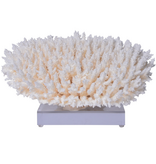 Table Coral 12-15 Inch On Acrylic Base
