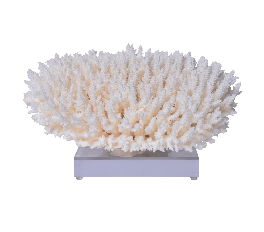 Table Coral 12-15 Inch On Acrylic Base