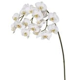 Phalaenopsis Orchid x17 White