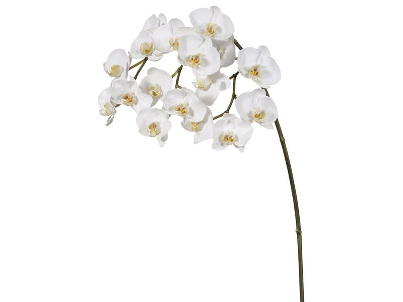 Phalaenopsis Orchid x17 White