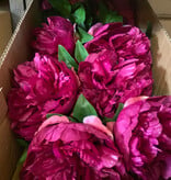 Peony Stem Fuschia