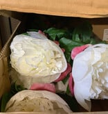 Peony Stem White