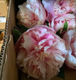Peony Stem Hot Pink
