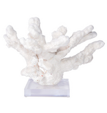 Catspaw Coral 12-15 Inch On Acrylic Base