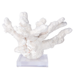 Catspaw Coral On Acrylic Base
