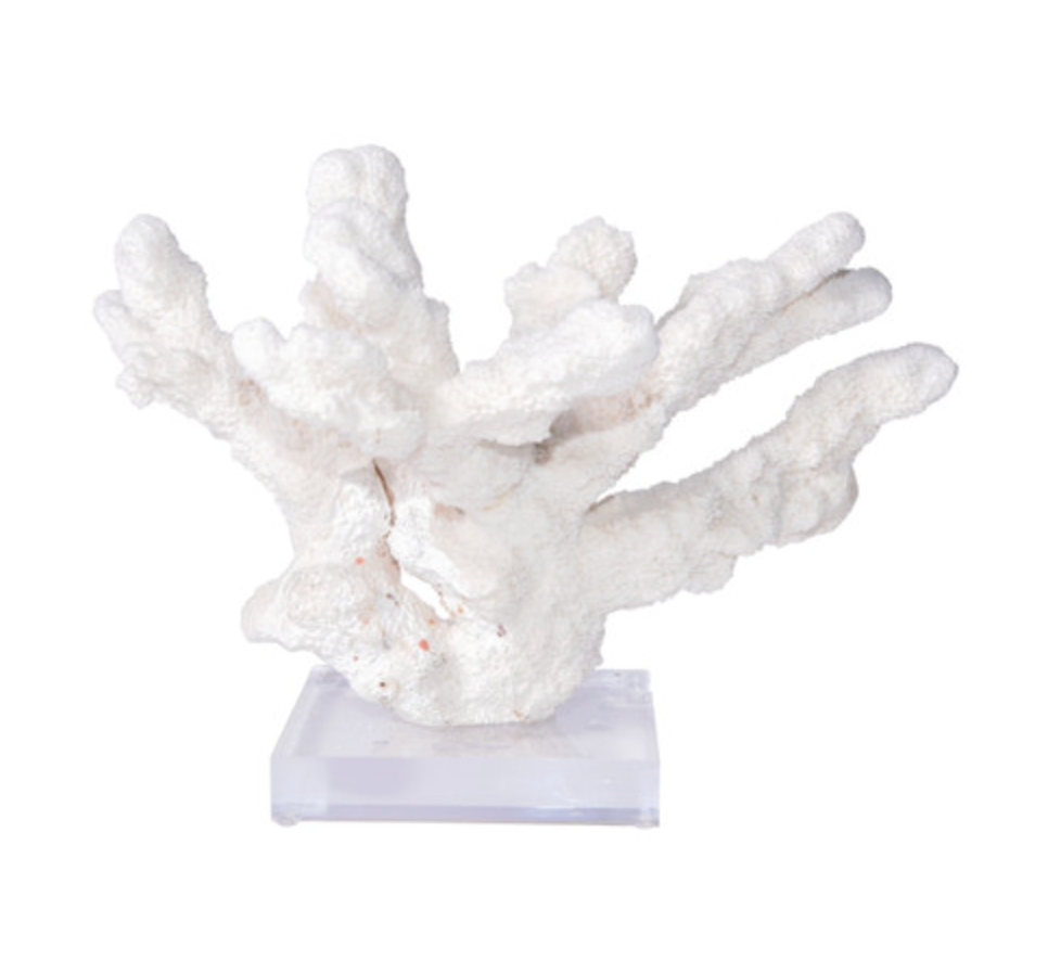 Catspaw Coral 12-15 Inch On Acrylic Base