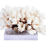Brownstem Coral 12-15 Inch On Acrylic Base