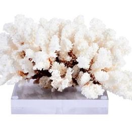Brownstem Coral On Acrylic Base