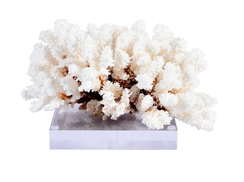Brownstem Coral 12-15 Inch On Acrylic Base