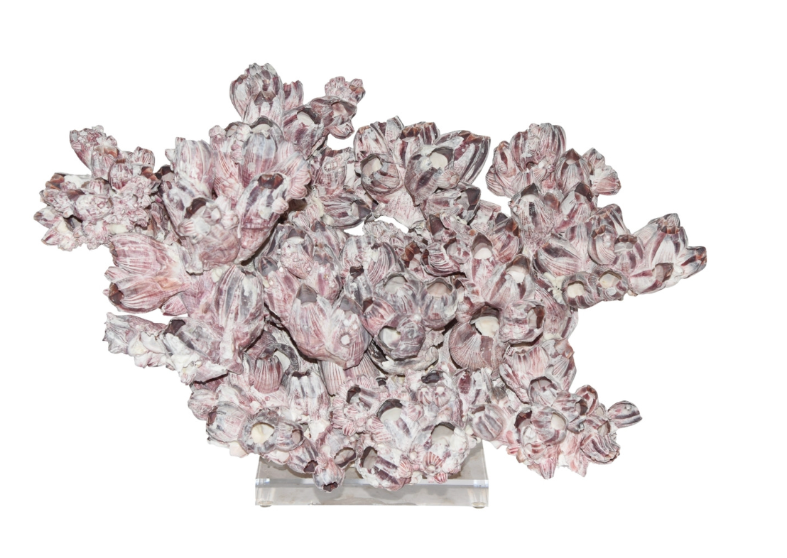 Wide Banacle Coral Creation On Acrylic Base / 22x15x14
