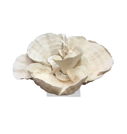 Cup Coral Creation On Acrylic Base Small