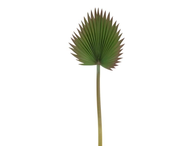 Cut Fan Palm Leaf 37''