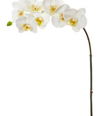 Phale X 7 w/Bud 33.5" White