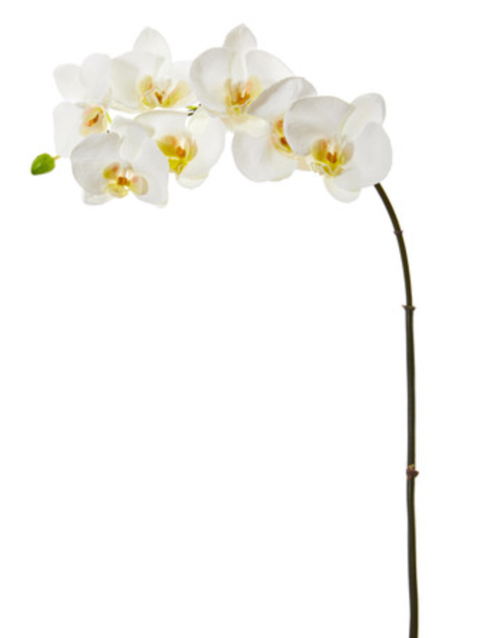 Phale X 7 w/Bud 33.5" White