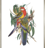 British Museum Parrots in Contemp Silver - 26" x 30"