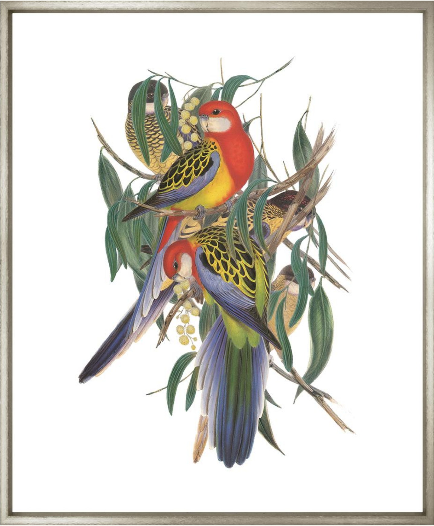 British Museum Parrots in Contemp Silver - 26" x 30"