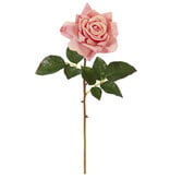 20" Open Rose Bloom-Salmon