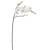 Phalaenopsis Orchid 37" White