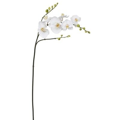 Phalaenopsis Orchid 37" White