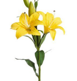 Natural Plus Star Tiger Lily w/Lvs (Yellow)